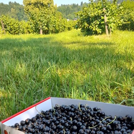 Eine Box voller reifer schwarzer Johannisbeeren auf einem Grasfeld mit Bäumen und einem Haus im Hintergrund.