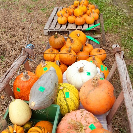 Mehrere Holzkisten, gefüllt mit Kürbissen und Gourden in verschiedenen Größen und Farben, sind auf einem Feld angeordnet. Jeder Kürbis hat ein grünes Etikett mit einer Nummer.