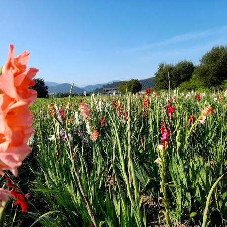 Ein lebendiges Feld mit Gladiolen in verschiedenen Farben unter einem klaren blauen Himmel. Die Blumen sind von üppigen grünen Blättern umgeben, mit Bergen und Bäumen in der Ferne.