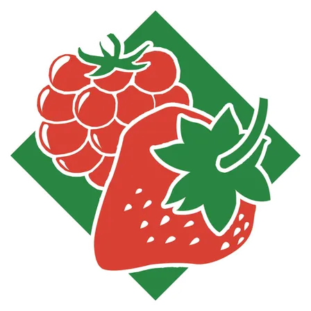 Eine Illustration einer Erdbeere mit grünen Blättern und einem Haufen Himbeeren darüber. Sie befindet sich auf einem grünen Hintergrund mit weißen Rändern.
