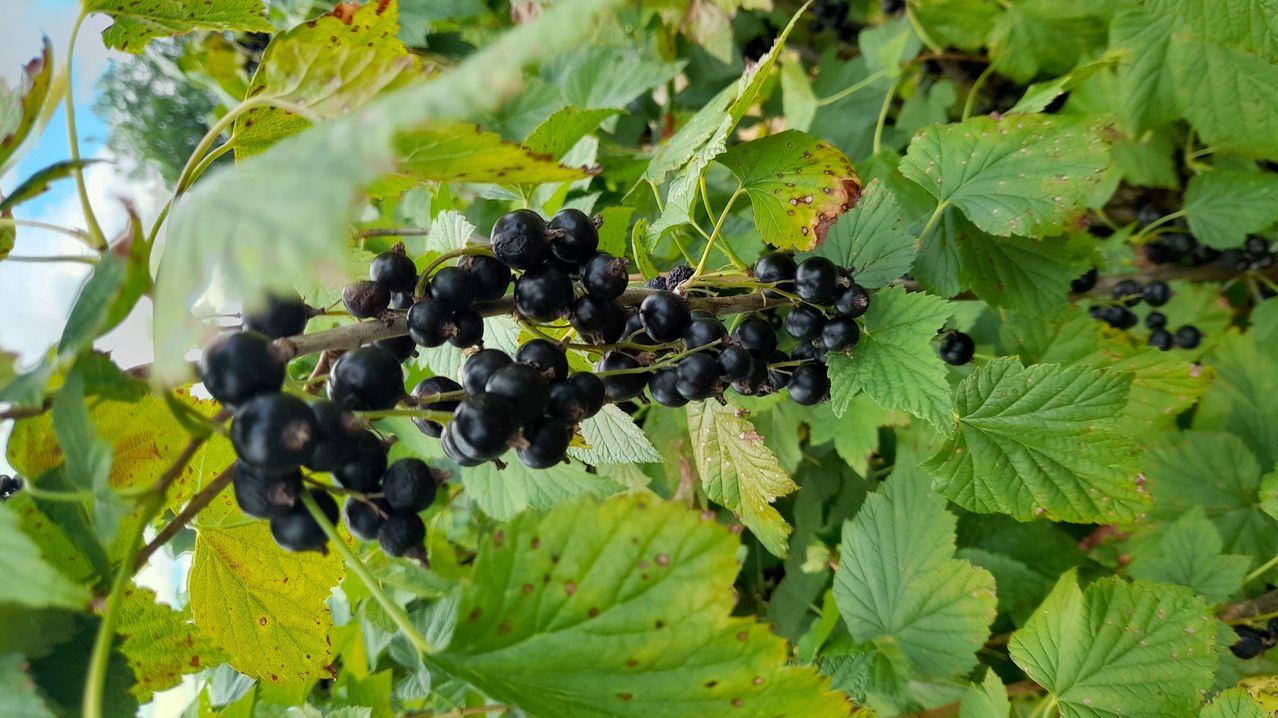 Nahaufnahme eines Zweigs mit reifen schwarzen Johannisbeeren, umgeben von grünen Blättern mit einigen braunen Flecken.