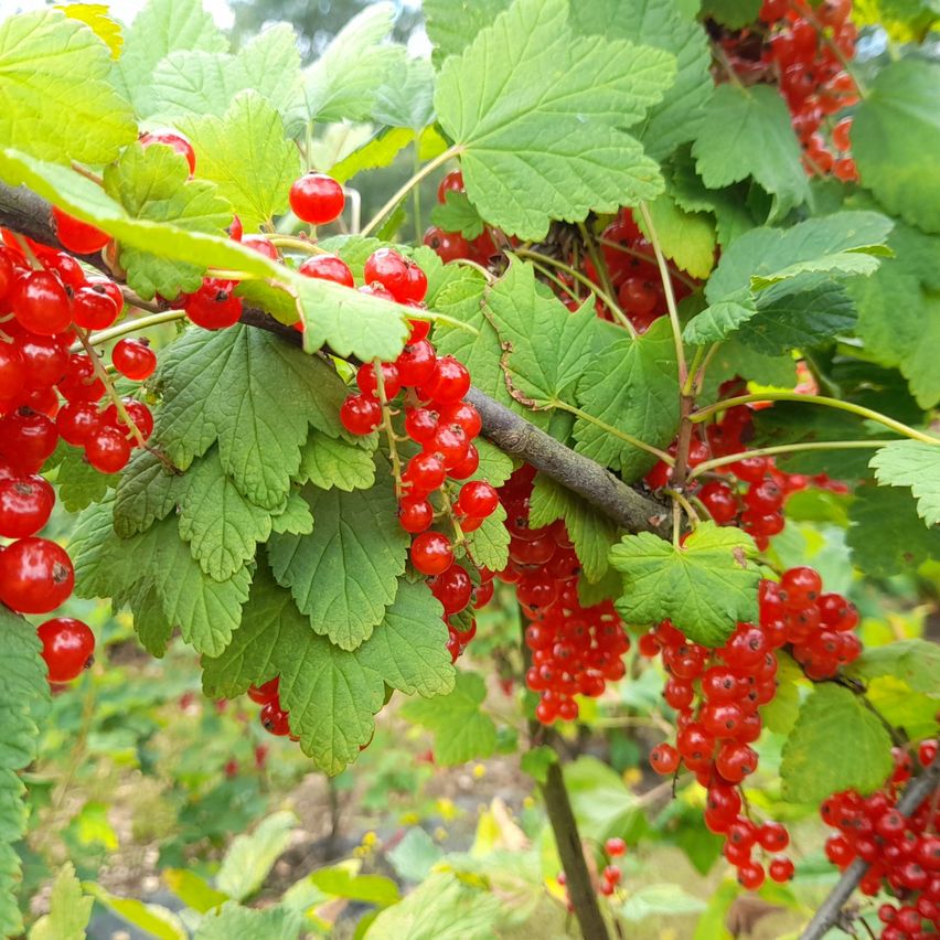 Bündel leuchtend roter Beeren hängen von einer grünen Pflanze mit breiten Blättern. Die Beeren sind glänzend und eng beieinander.