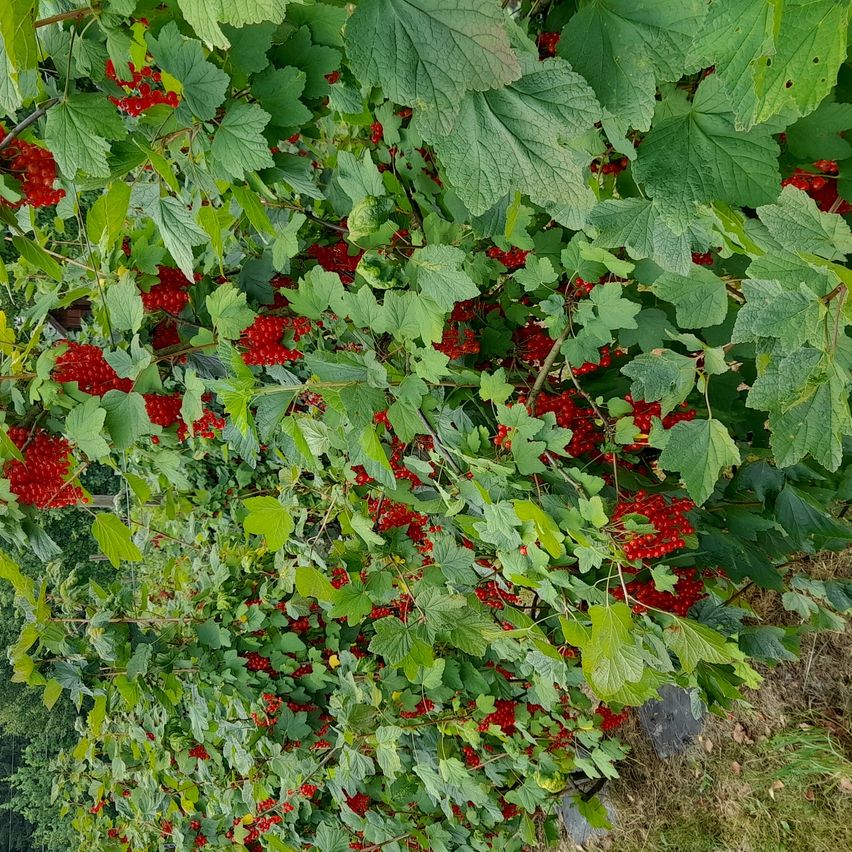 Eine Nahaufnahme eines Busches mit roten Beeren und grünen Blättern. Die Beeren sind klein und rund und hängen von den Zweigen. Die Blätter sind breit und glänzend, mit einigen Löchern.