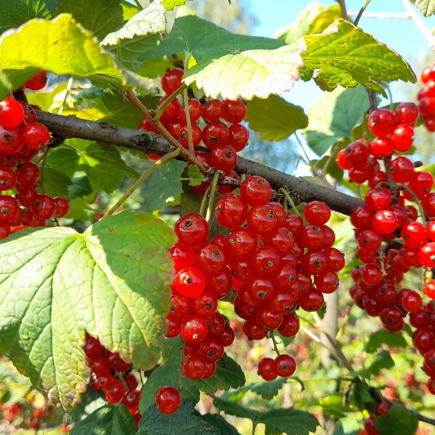 Ein Nahaufnahme von einem Zweig mit Clustern von leuchtend roten Beeren, umgeben von üppigen grünen Blättern.