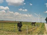 Bild enthält, Agriculture, Countryside, Field, Grassland, Nature, Outdoors, Pasture, Meadow, Grass, Grazing