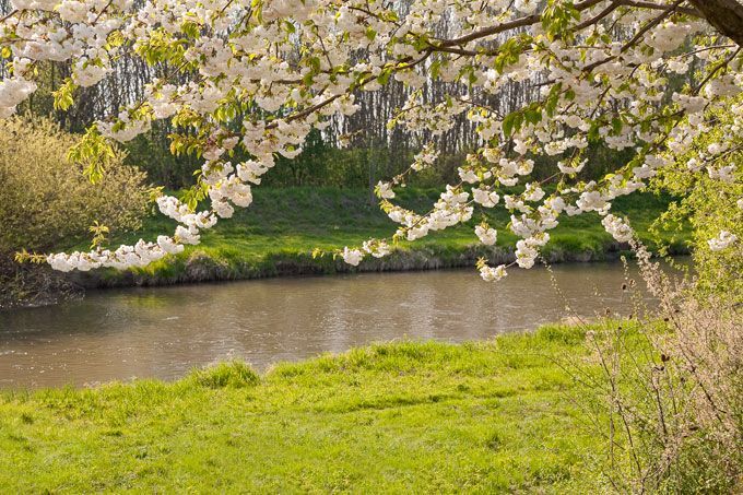 Bild enthält, Nature, Outdoors, Pond, Water, Grass, Park, Vegetation, Scenery, Flower, Woodland