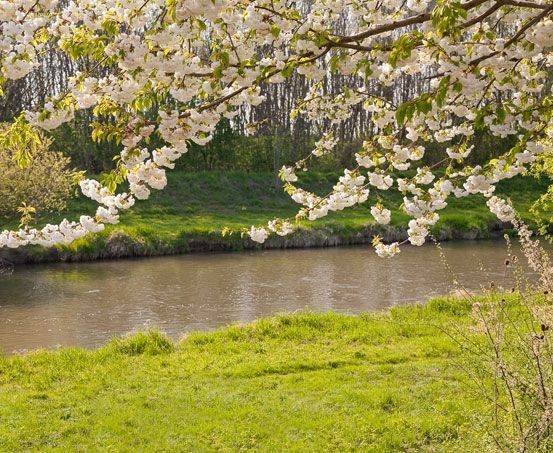 Nature, Outdoors, Pond, Water, Grass, Park, Vegetation, Scenery, Flower, Woodland