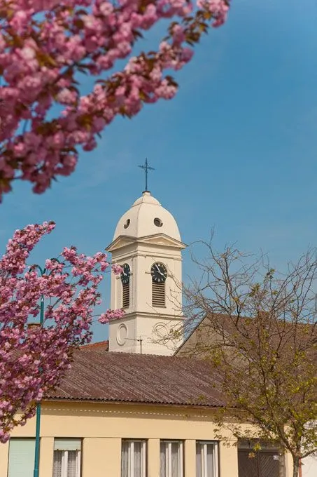 Architecture, Bell Tower, Building, Tower, Clock Tower, Arch, Gothic Arch, Flower, Plant