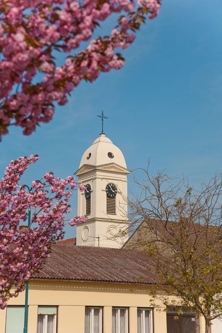 Bild enthält, Architecture, Bell Tower, Building, Tower, Clock Tower, Arch, Gothic Arch, Flower, Plant