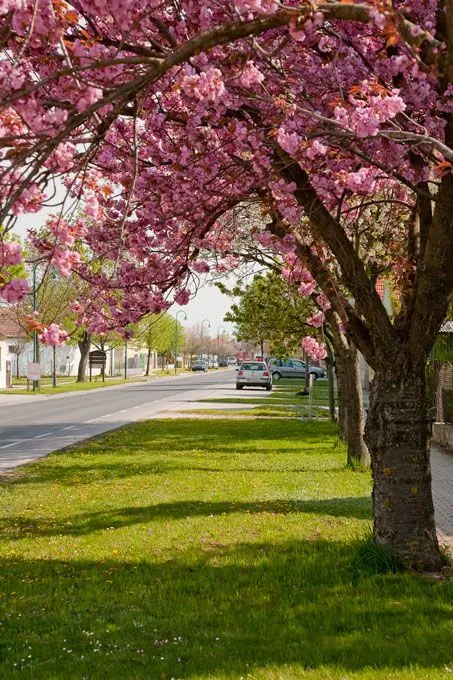 Grass, Outdoors, Park, Spring, Flower, Path, Grove, Tree, Vegetation, Tree Trunk