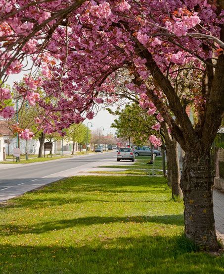 Grass, Outdoors, Park, Spring, Flower, Path, Grove, Tree, Vegetation, Tree Trunk
