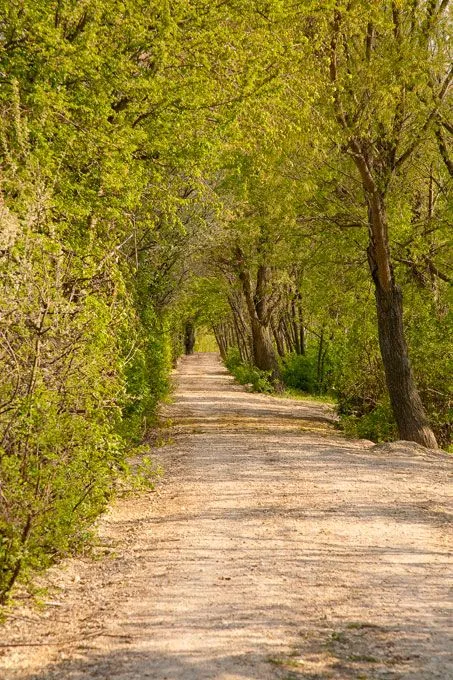Path, Nature, Outdoors, Trail, Vegetation, Land, Tree, Woodland, Road, Street
