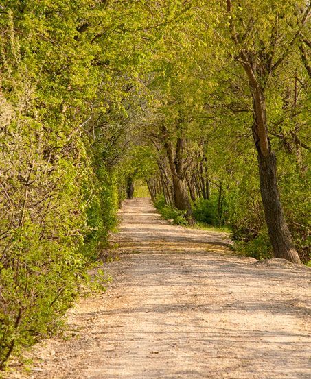 Path, Nature, Outdoors, Trail, Vegetation, Land, Tree, Woodland, Road, Street