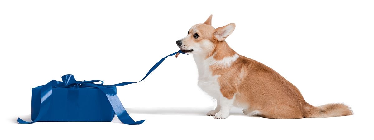 Ein braun-weißer Hund hält eine blaue Schleife im Maul und steht neben einer blauen Geschenkbox.