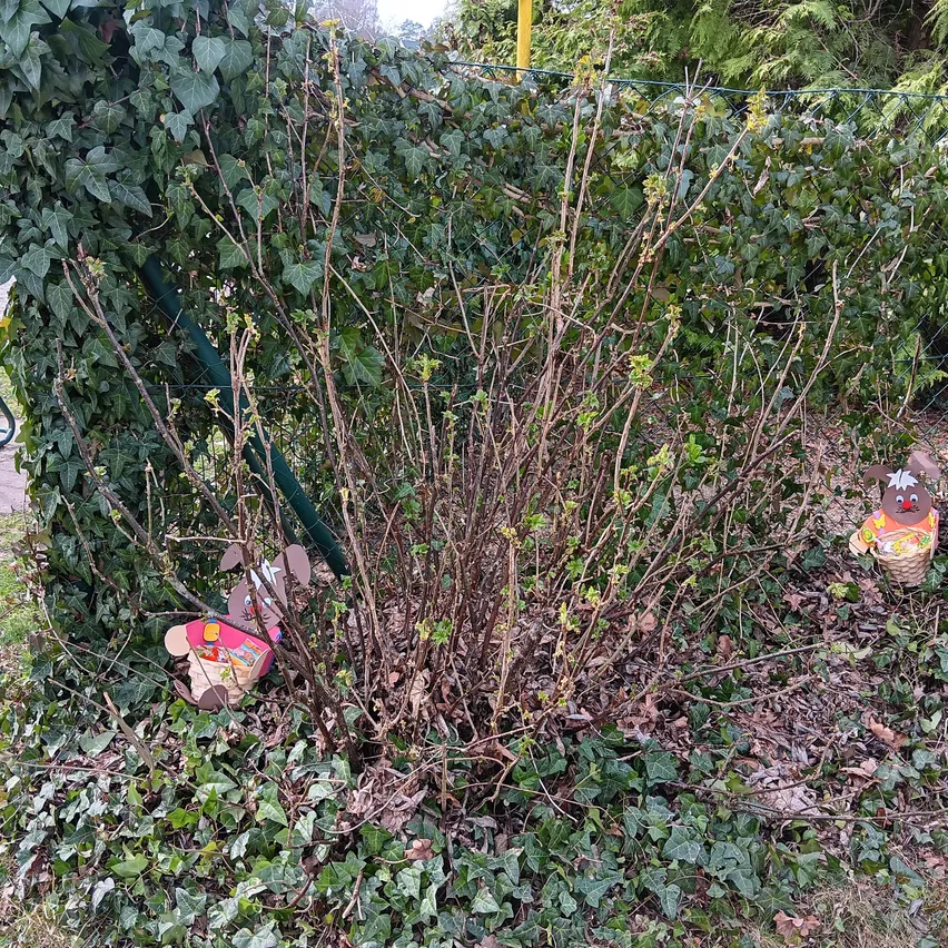 Zwei Osterhasen, einer mit einem Korb, sind in der Nähe eines großen Heckens. Der Hecken ist größtenteils kahl, mit einigen grünen Blättern. Das Gebiet ist von grünen Pflanzen umgeben.