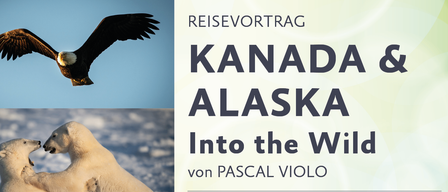 Poster for an event by Pascal Violo. It features polar bears and a brown bear. The event is titled 'Alaska Into the Wild' and is scheduled for February 20, 2026 at 19:00 in Absadorf.