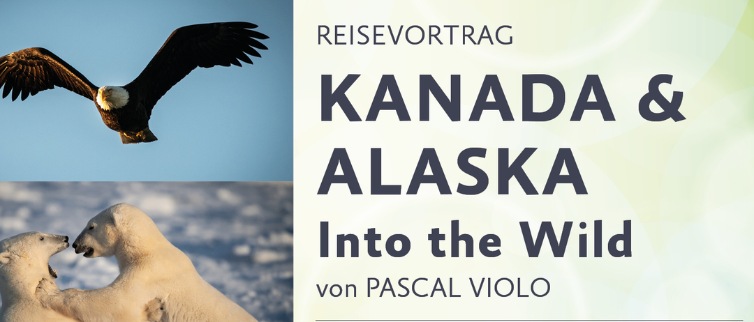 Plakat für eine Veranstaltung von Pascal Violo. Es zeigt Eisbären und einen Braunbären. Die Veranstaltung mit dem Titel 'Alaska Into the Wild' ist für den 20. Februar 2026 um 19:00 Uhr in Absadorf geplant.