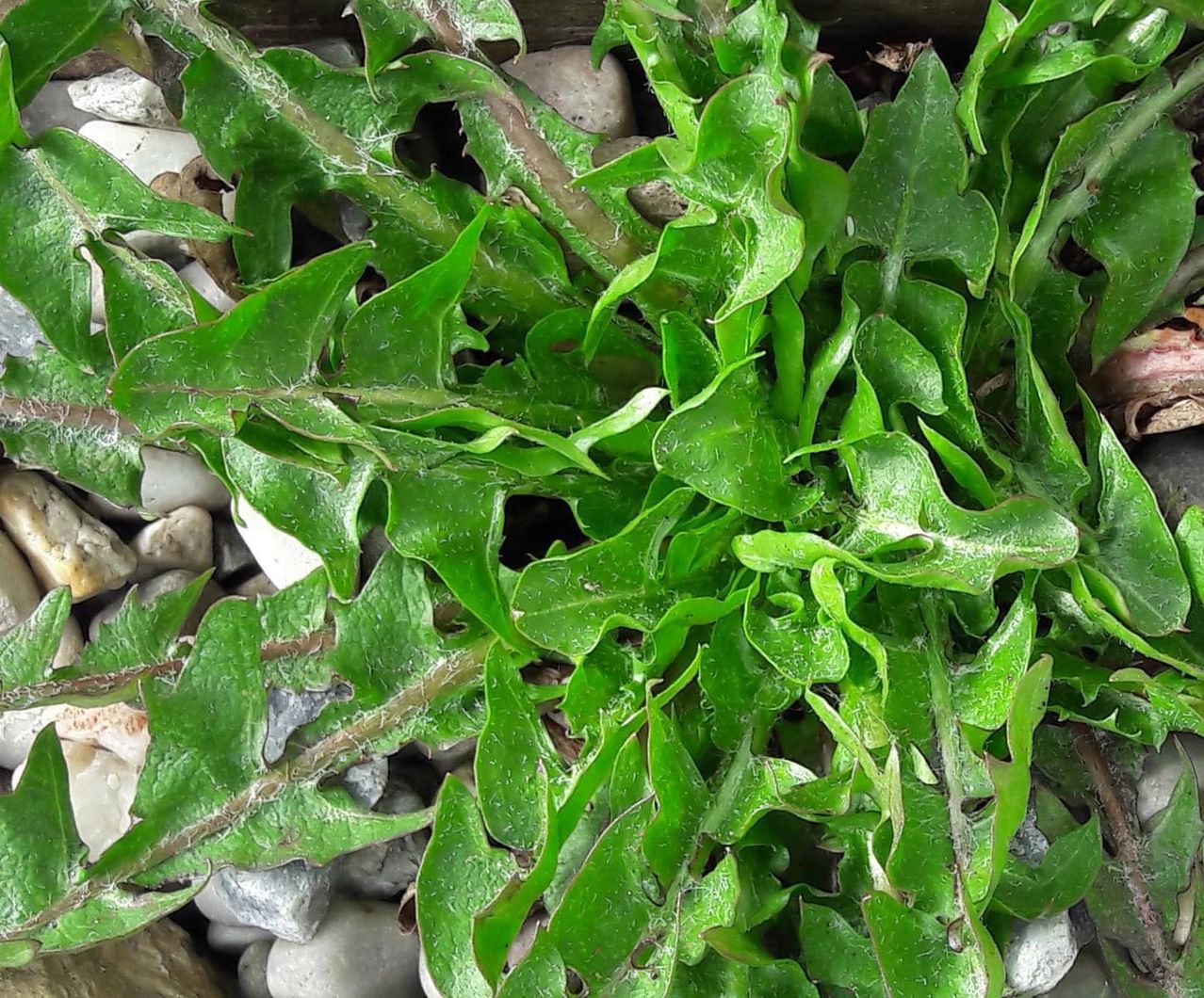 Bild enthält, Leaf, Plant, Herbal, Herbs, Arugula, Food, Leafy Green Vegetable, Produce, Flower