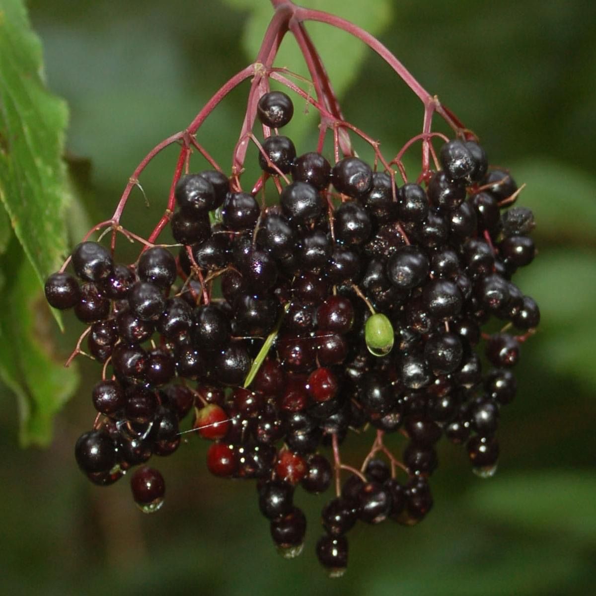 Bild enthält, Food, Fruit, Plant, Produce, Berry, Blackberry