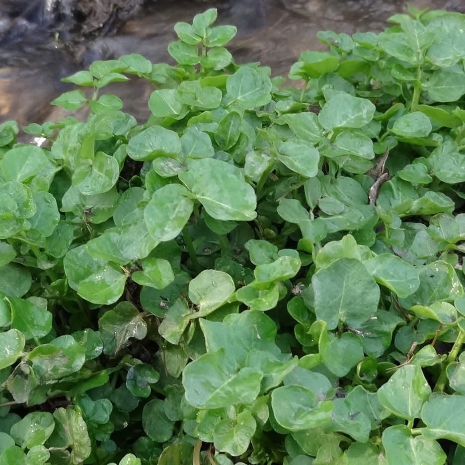 Nahaufnahme einer üppigen grünen Pflanze mit runden Blättern, die in der Nähe einer fließenden Wasserquelle wächst.