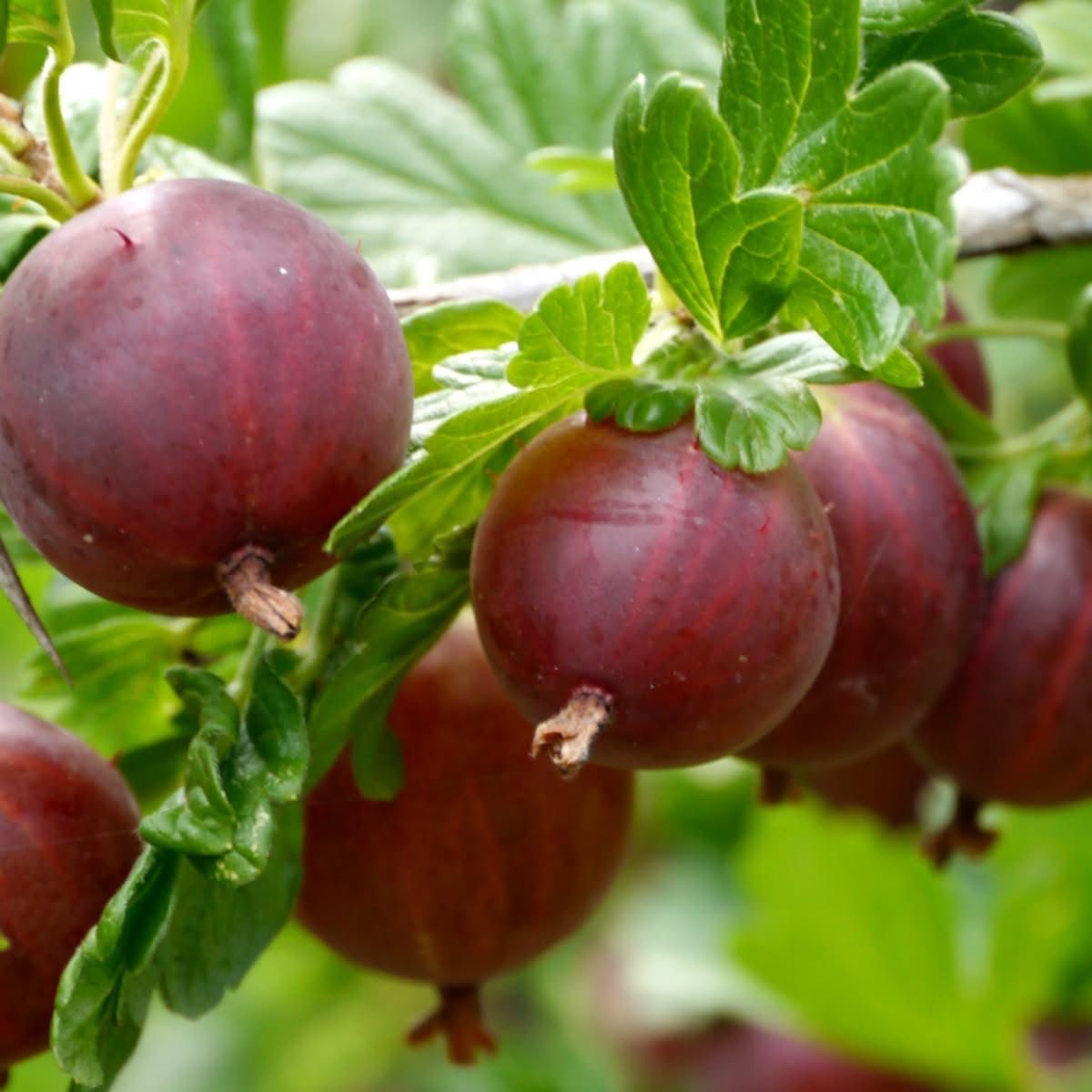 Eine Nahaufnahme einer Gruppe roter Stachelbeeren, die an einem Zweig hängen, umgeben von grünen Blättern.