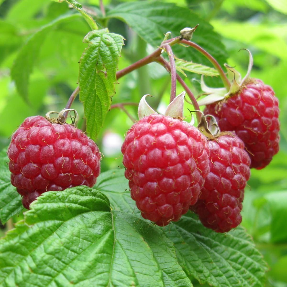 Eine Nahaufnahme von mehreren reifen roten Himbeeren, die von einer Pflanze hängen, umgeben von grünen Blättern.