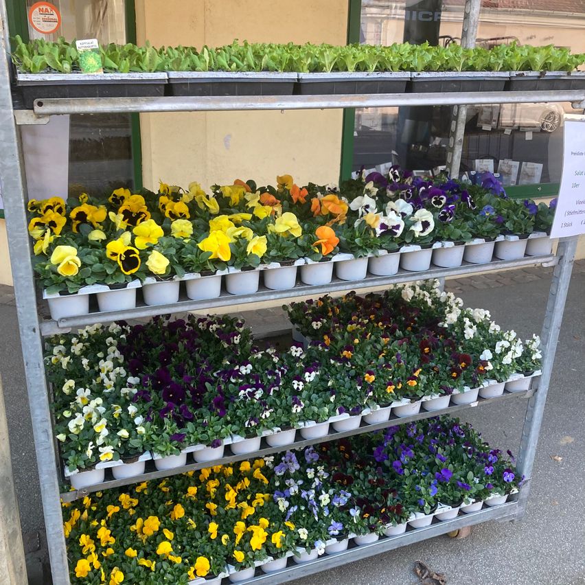 Bild enthält, Plant, Potted Plant, Pottery, Planter, Vase, Flower, Person, Garden, Nature, Flower Bouquet