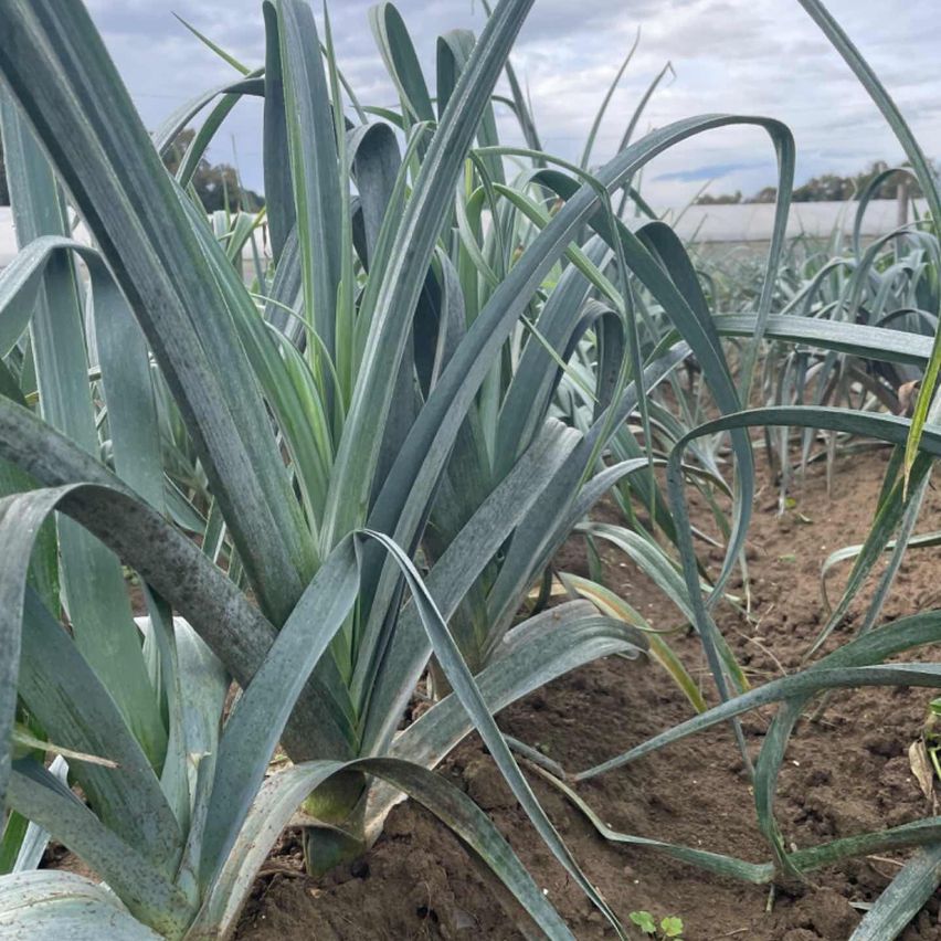 v1_migrated_image_73709552