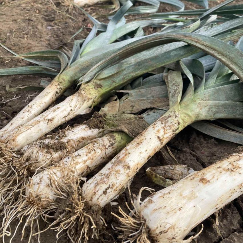 v1_migrated_image_21993391