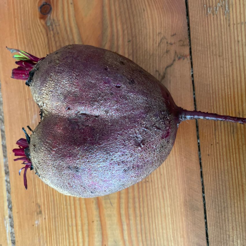 Bild enthält, Food, Produce, Animal, Insect, Invertebrate, Plant, Turnip, Vegetable, Rutabaga