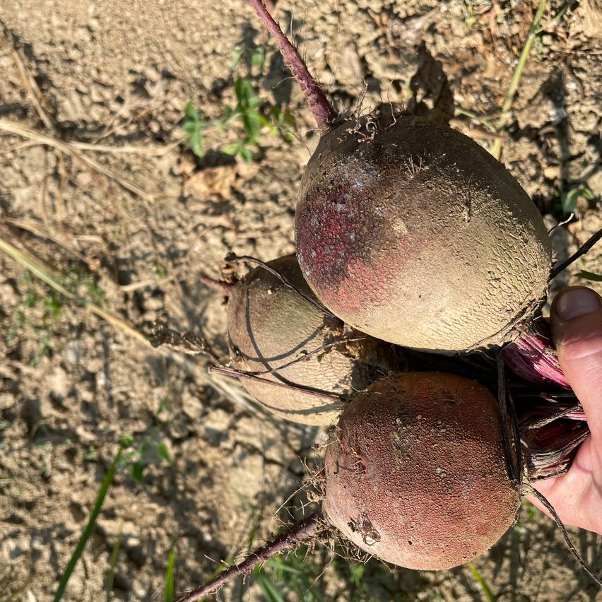 Bild enthält, Soil, Food, Produce, Fungus, Plant, Rutabaga, Turnip, Vegetable