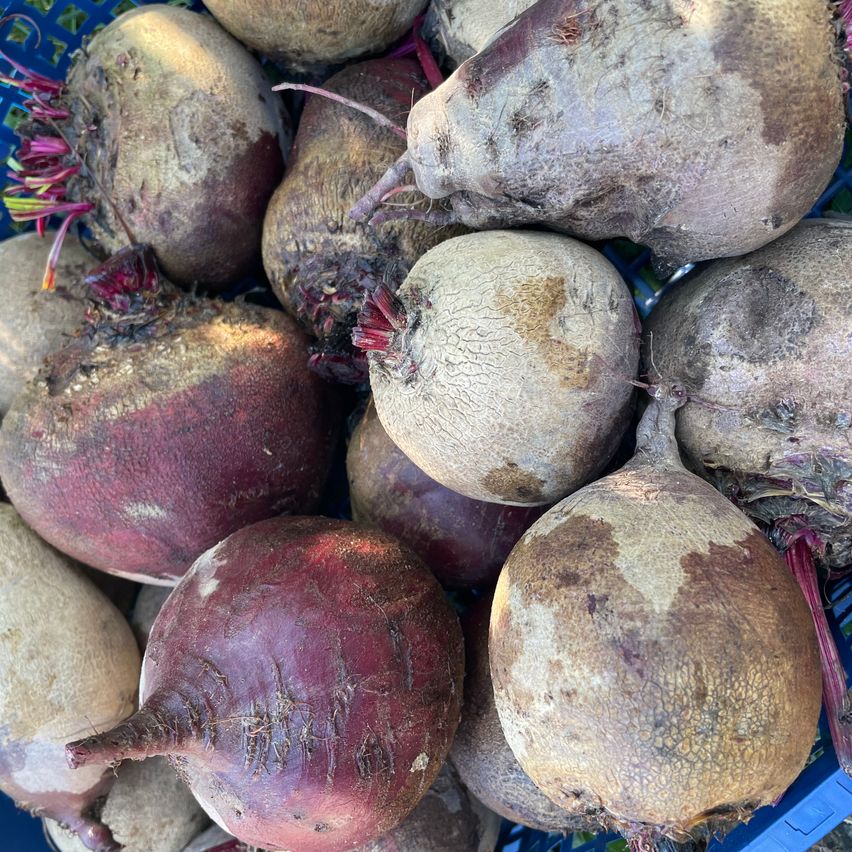 Bild enthält, Food, Produce, Plant, Rutabaga, Turnip, Vegetable