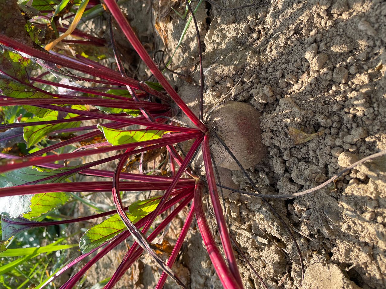 Bild enthält, Soil, Plant, Food, Produce