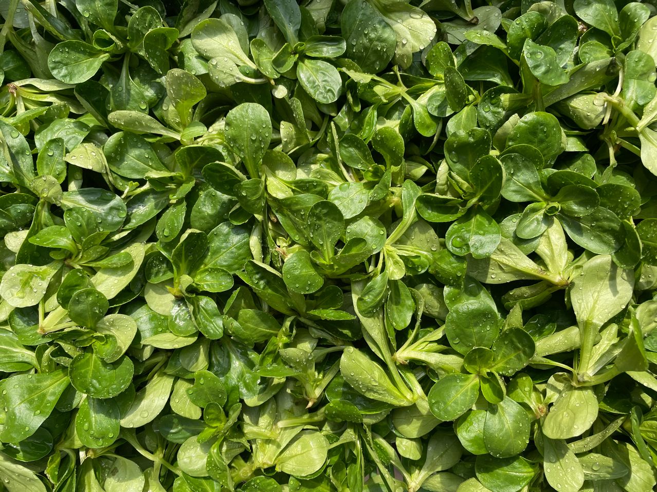 A close-up view of a vibrant green plant with water droplets scattered on the leaves. The leaves have a slight curvature and a shiny appearance.