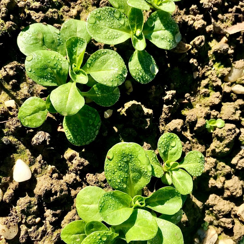Close-up of young green plants with water droplets on their leaves growing in soil, some with visible moss.