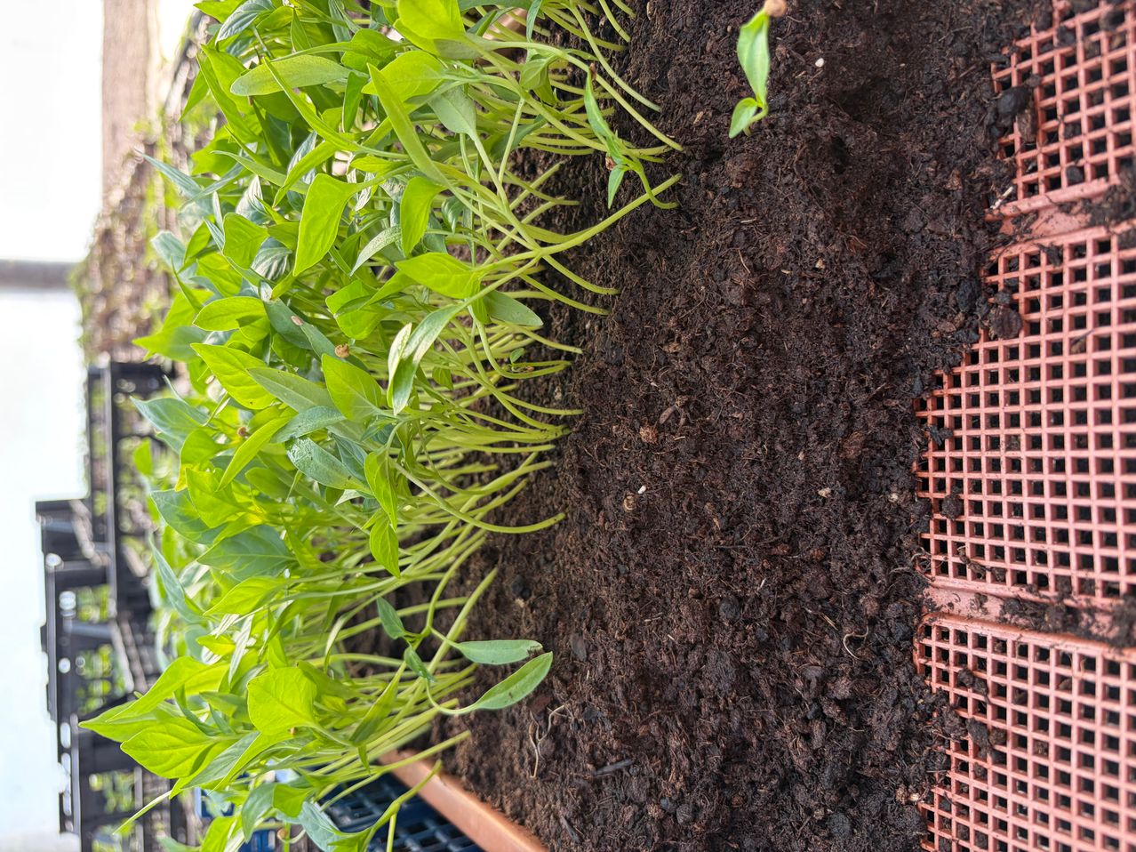 Nahaufnahme von grünen Pflanzen, die aus einem Hochbeet mit dunkler Erde und einem roten Netz am Rand wachsen.