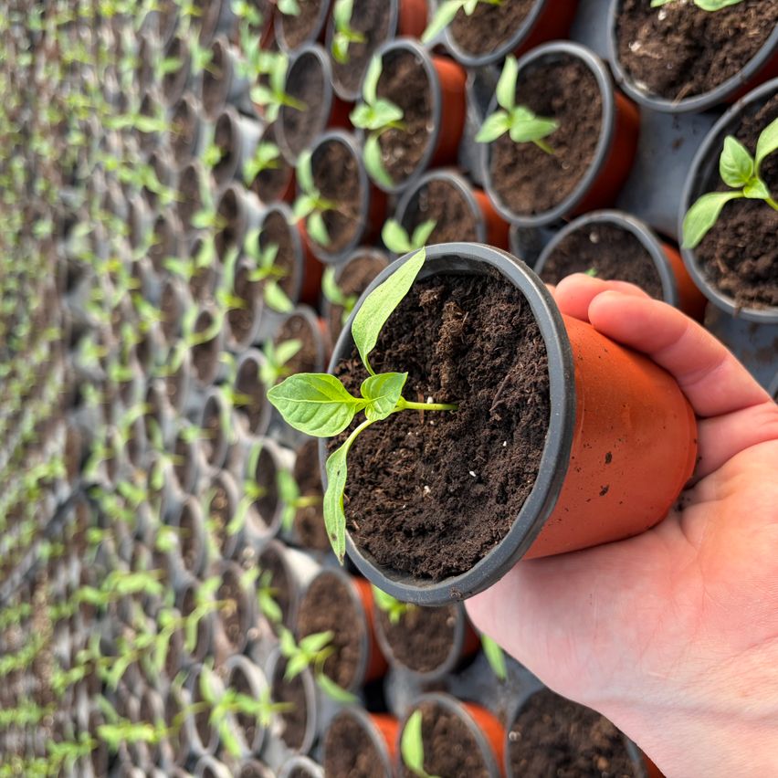 Hand, die eine kleine Topfpflanze mit grünen Blättern vor einer Wand ähnlicher Topfpflanzen hält.
