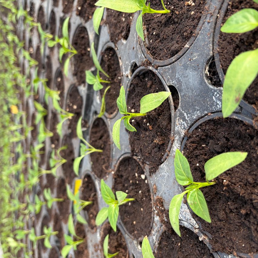 Eine Nahaufnahme eines vertikalen Gartens mit mehreren Pflanzen in Plastiktöpfen, die junge grüne Blätter und Erde zeigen.