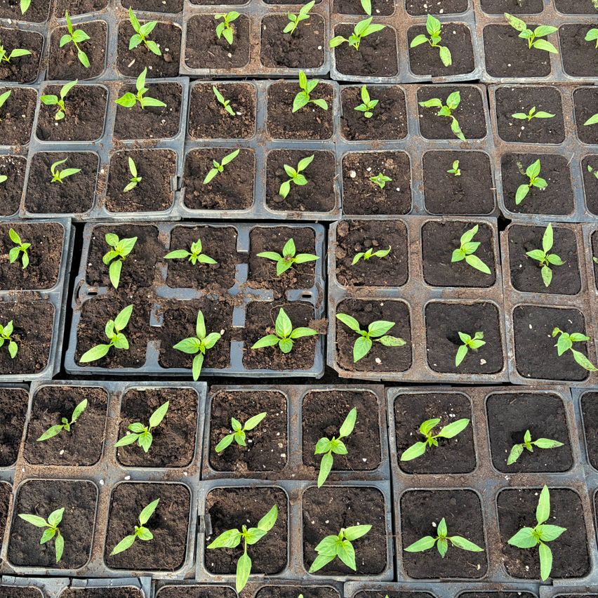 Eine Anordnung von kleinen Pflanzen in torfgefüllten Schalen. Jede Schale enthält eine einzelne Pflanze. Die Pflanzen sind jung und grün, mit Blättern, die gerade zu entfalten beginnen.