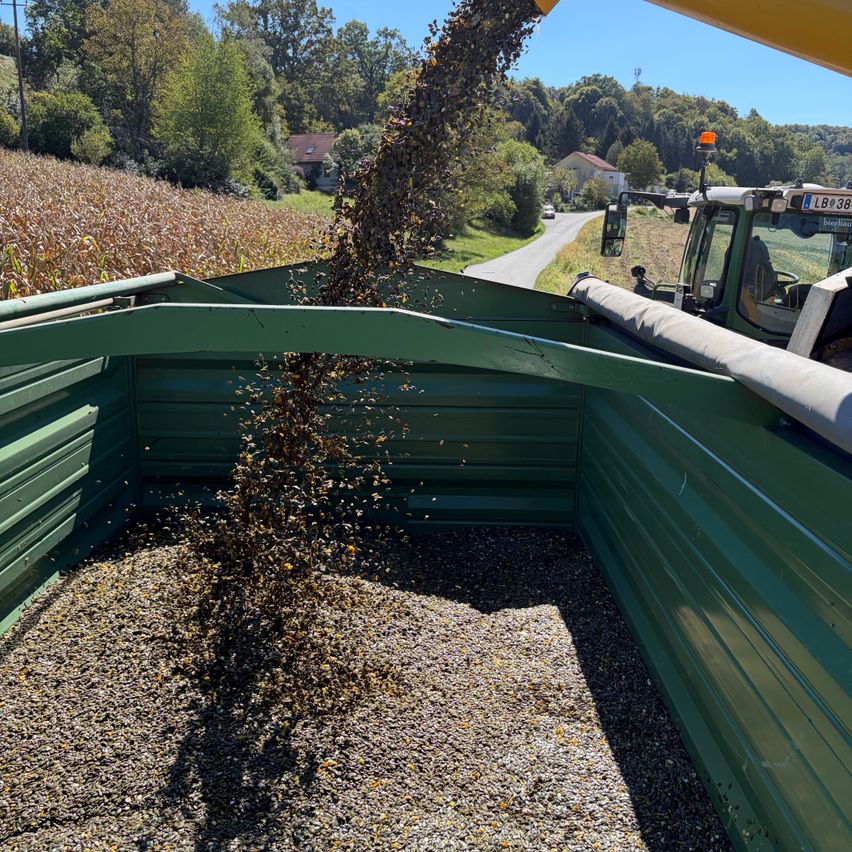A tractor dumps a load of harvested crops into a green trailer on a sunny day.