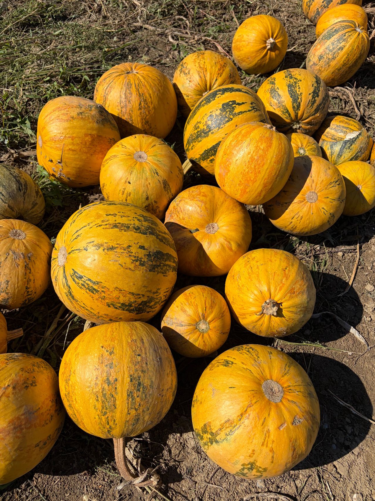 A collection of yellow pumpkins with green stripes, some showing signs of aging, scattered on the ground.