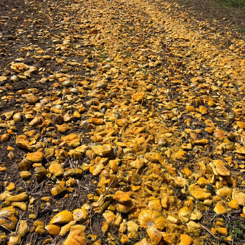 A field with numerous yellow pumpkins scattered on the ground, some cut open and others whole, on a dirt path.