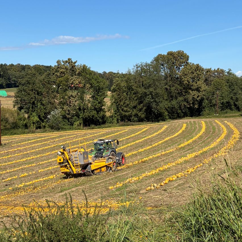 A yellow tractor is harvesting pumpkins in a large field surrounded by trees on a sunny day.