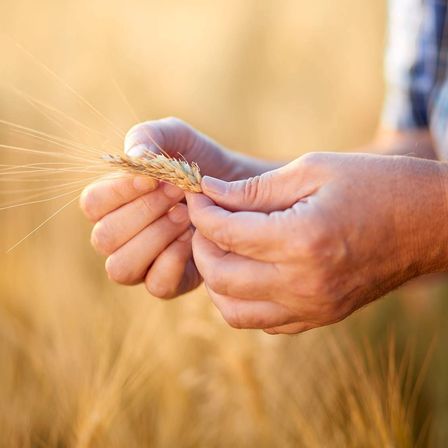 Eine Person hält eine Weizenpflanze, die Finger berühren sanft den Stiel in einem goldenen Weizenfeld.