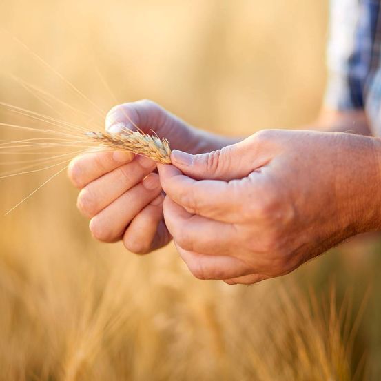 Eine Person hält eine Weizenpflanze, die Finger berühren sanft den Stiel in einem goldenen Weizenfeld.