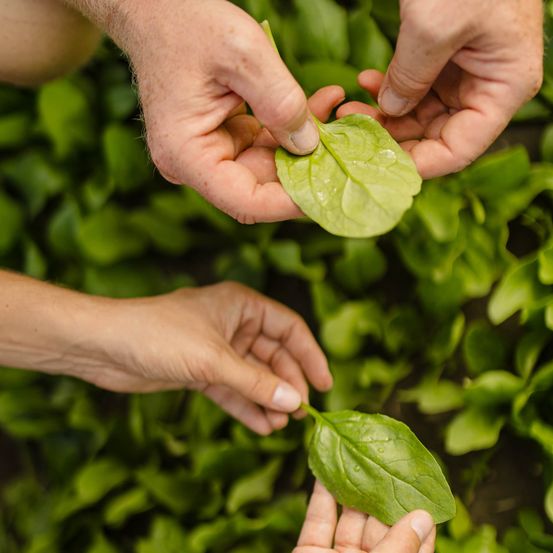 Zwei Hände halten ein nasses grünes Blatt in einem Garten mit verschwommenen grünen Blättern im Hintergrund.