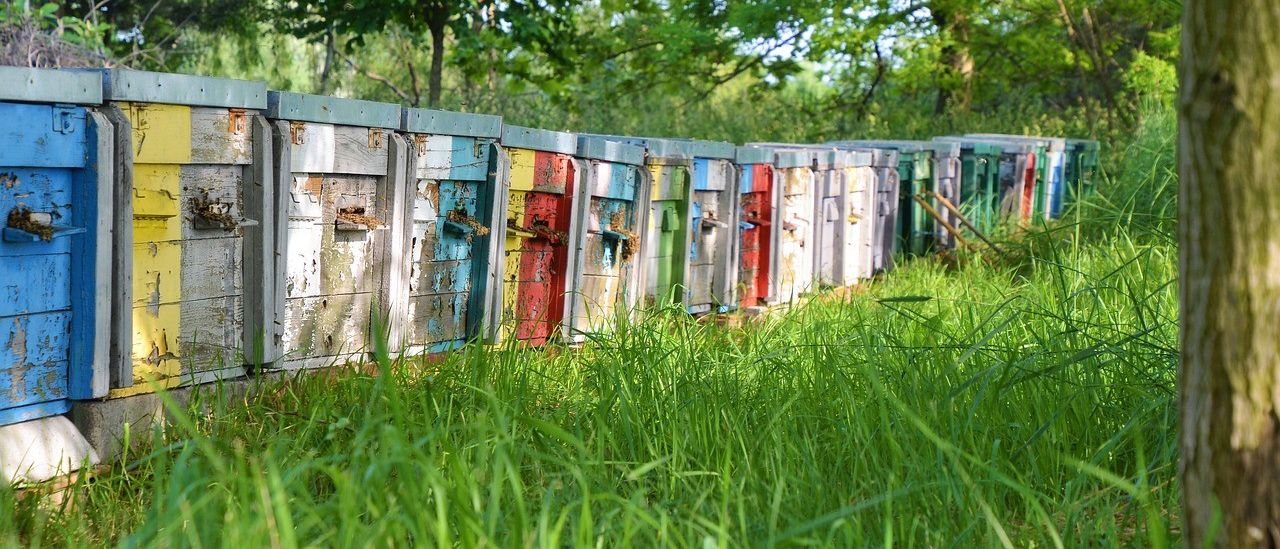 Bild enthält, Grass, Plant, Vegetation, Outdoors, Nature, Apiary, Yard