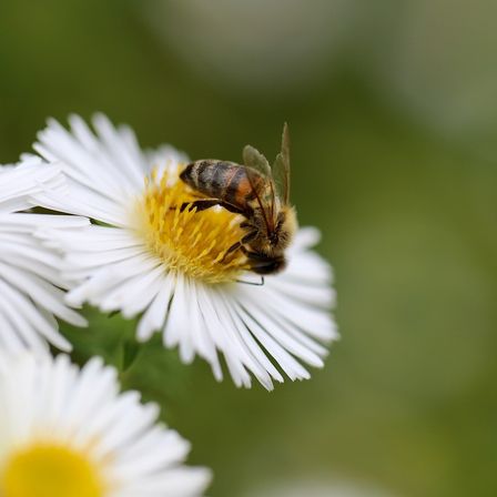 Bild enthält, Daisy, Flower, Plant, Animal, Apidae, Bee, Honey Bee, Wasp, Bumblebee, Pollen