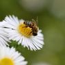 bee-7478585_1280