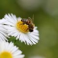 Daisy, Flower, Plant, Animal, Apidae, Bee, Honey Bee, Wasp, Bumblebee, Pollen